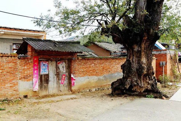 古枣林，古村落……湖北随县华宝村“红玉”飘香，值得你来看