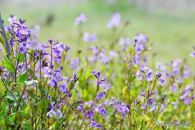 《二月兰》,二月兰中国北京