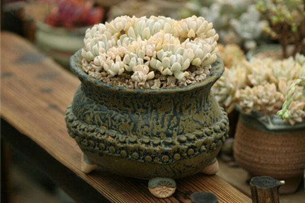 特玉莲有紫色吗,特玉莲多肉的姿态