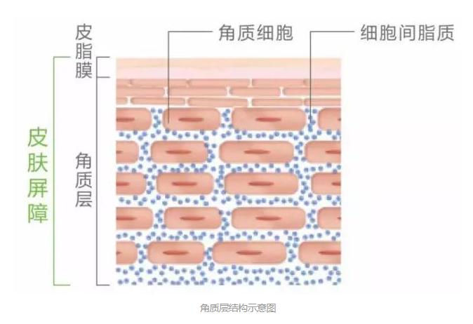 敷面膜真的有用吗有科学依据吗,面膜能补水的科学依据