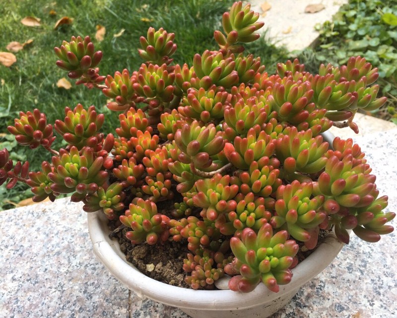 虹之玉养着养着变绿了,虹之玉养的颜色发白