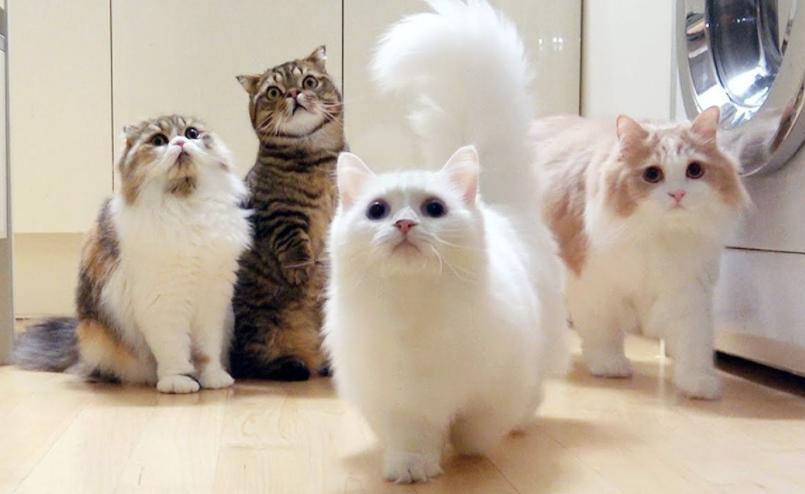 养猫的四个好处养了就是人生赢家,养猫的12个好处养过的人才懂