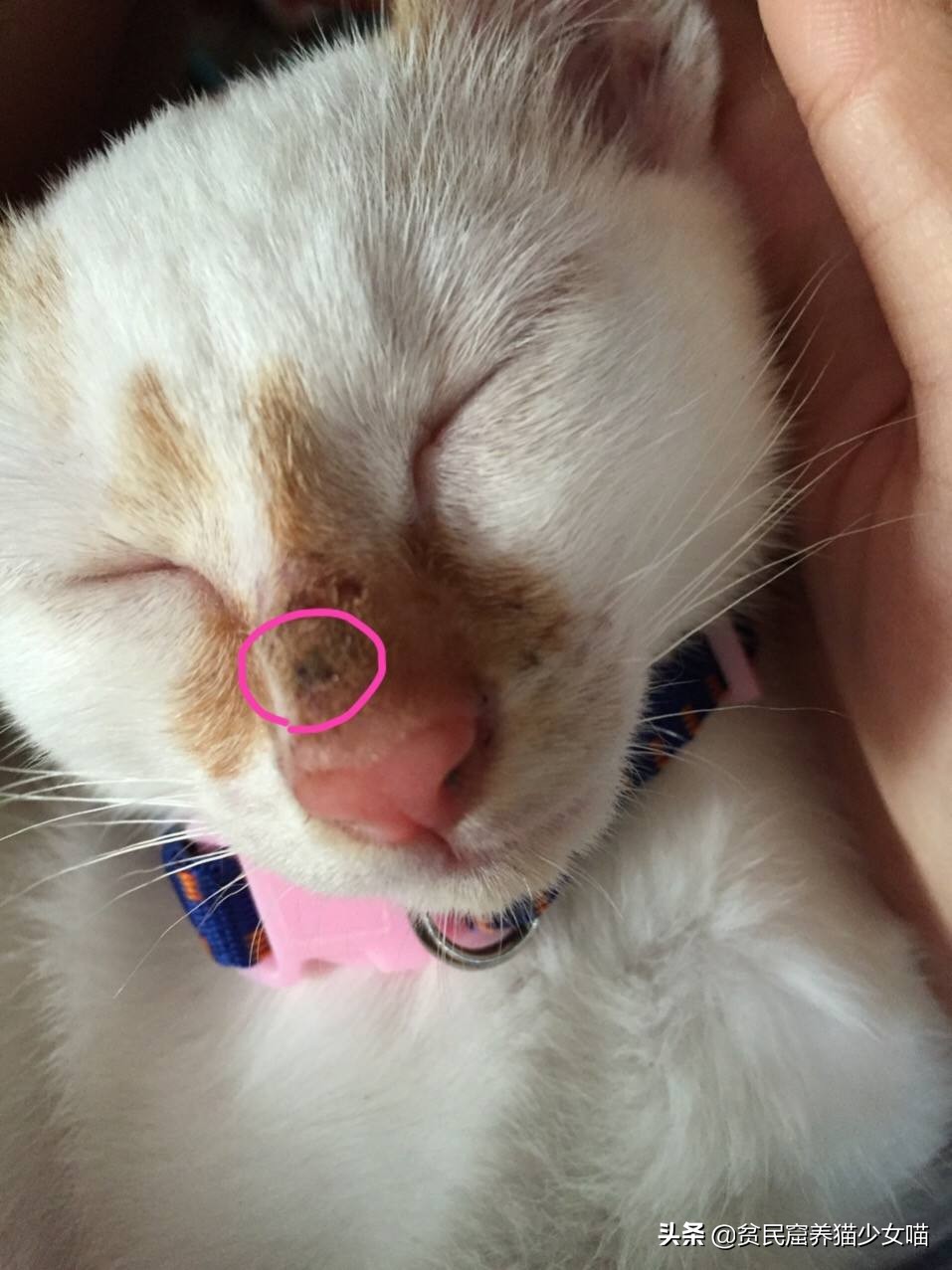 猫咪鼻子上的黑点怎么去掉,猫咪鼻子上有黑痣怎么去掉