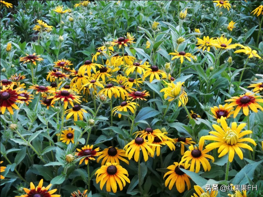黑心金光菊和全缘金光菊的区别,黑心金光菊的观赏特性和园林用途