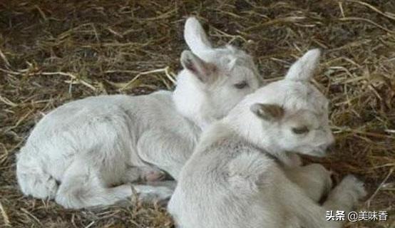 羔羊瘫软病怎样治疗,预防治疗羔羊软瘫病方法