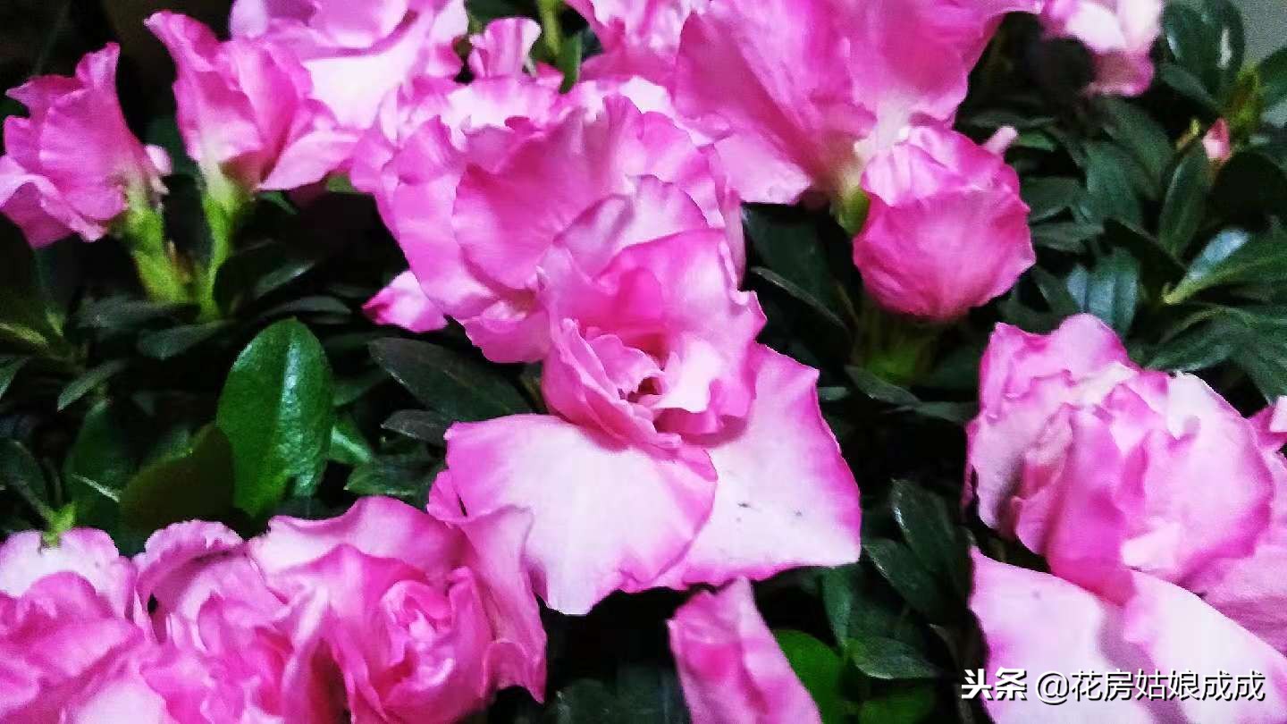 杜鹃花叶子出现斑点怎么回事,杜鹃花叶尖发黑掉叶子怎么办