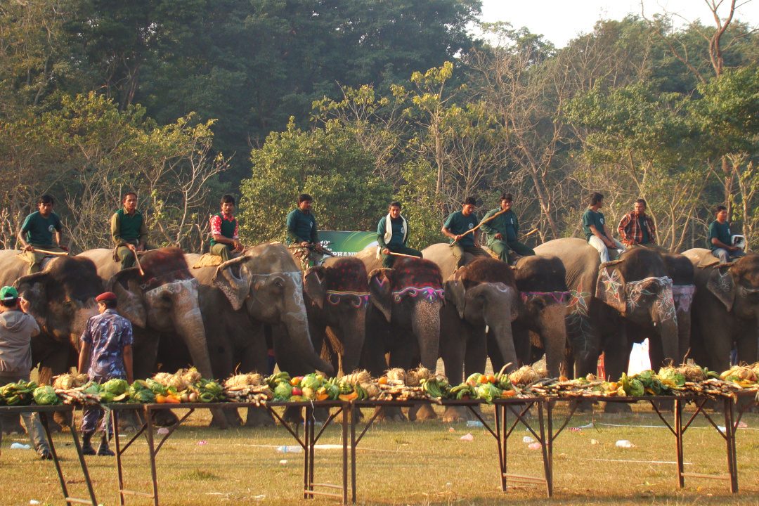 世界杯大象足球,大象足球比赛