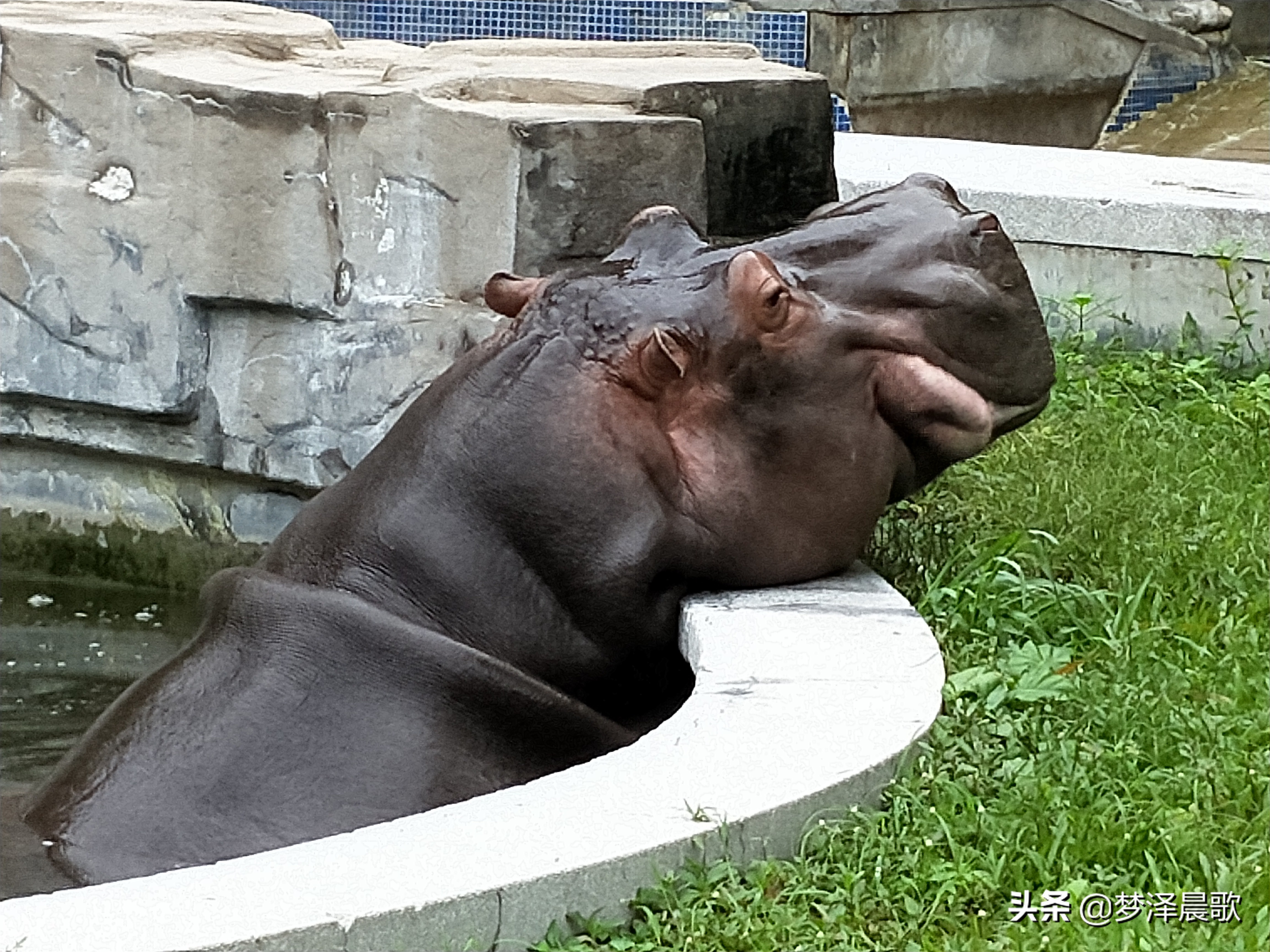 憨憨的河马有多厉害,憨厚的河马