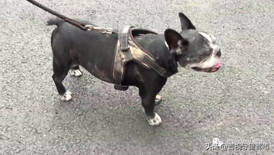 长春养犬管理条例是什么,长春市养犬证办理流程