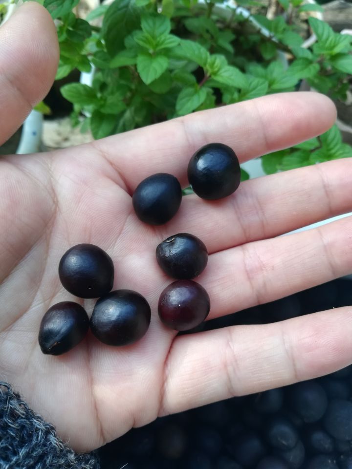 秋实之美无患子，假做桂元真菩提