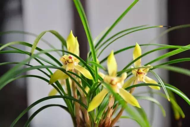 兰花生病长虫怎么办？养兰必知的病虫害和防治方法