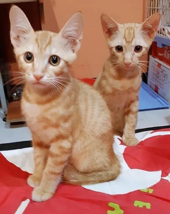 养猫后儿子鼻过敏,妈妈心生一计:不如你搬出去住吧!