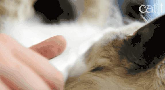 猫咪总挠痒痒就是有跳蚤？4招搞定猫咪瘙痒问题