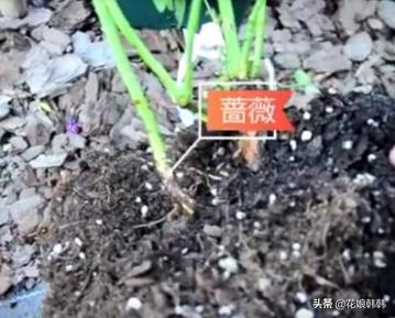 如何判断是月季芽和蔷薇笋,蔷薇笋和月季笋的区别