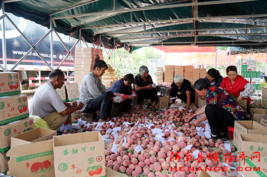桐柏扶贫助农项目,河南桐柏薯业兴农助力脱贫攻坚