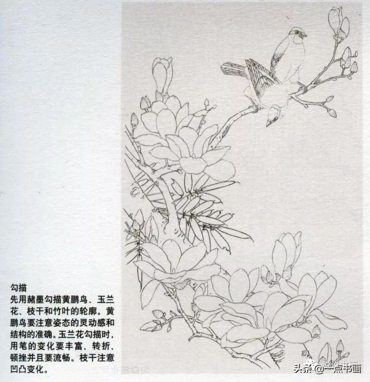 玉兰花的画法和枝干布局,玉兰花的素描画法步骤图
