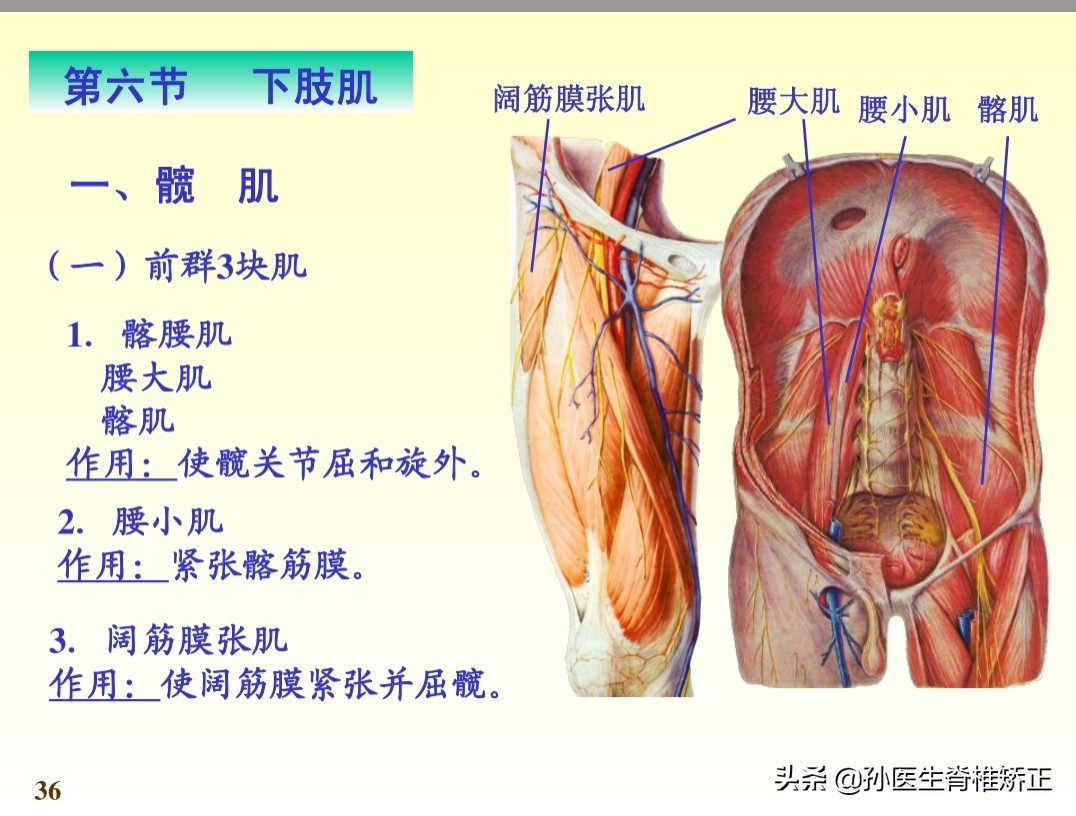 系统解剖学骨学ppt课件,解剖学基本知识ppt课件
