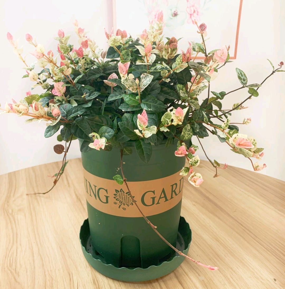 适合阳光暴晒的观叶绿植,适合室内养的高端观叶绿植