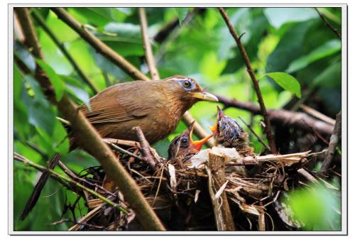 画眉最危险的方法,画眉不叫会撞头