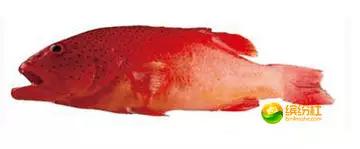 舟山4月份海鲜攻略,舟山海鲜代加工攻略