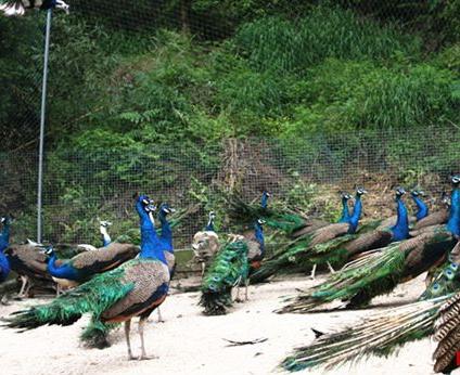 养殖户赚钱吗,养殖户一年能赚多少钱啊