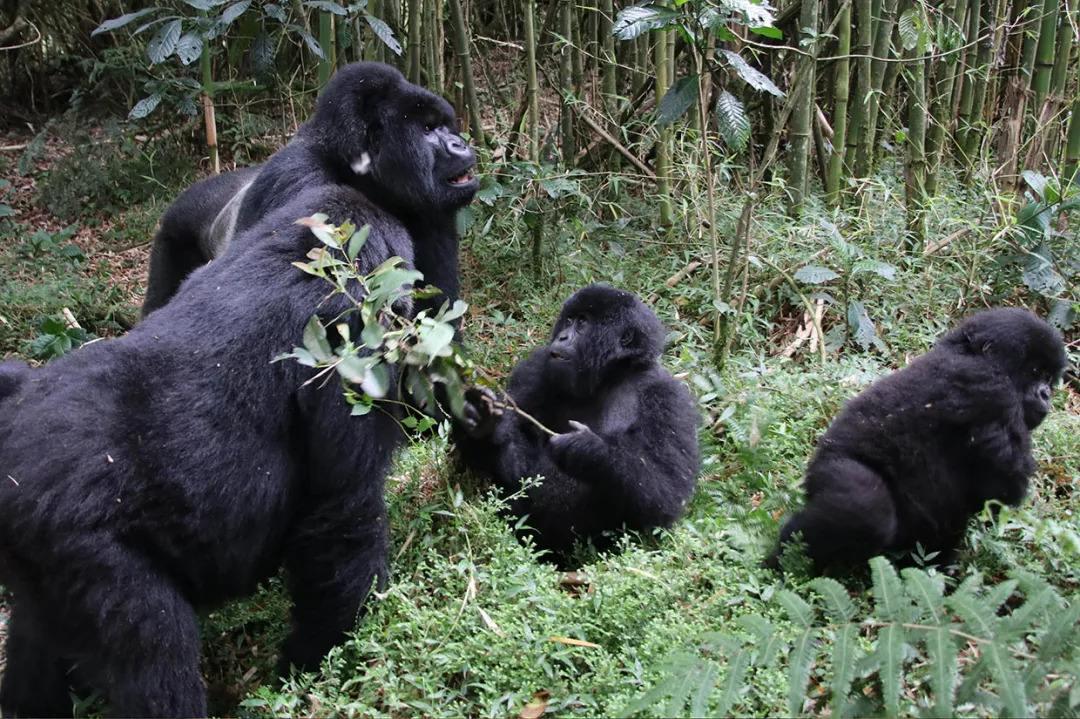 黑猩猩繁育与生殖,黑猩猩的繁育方式