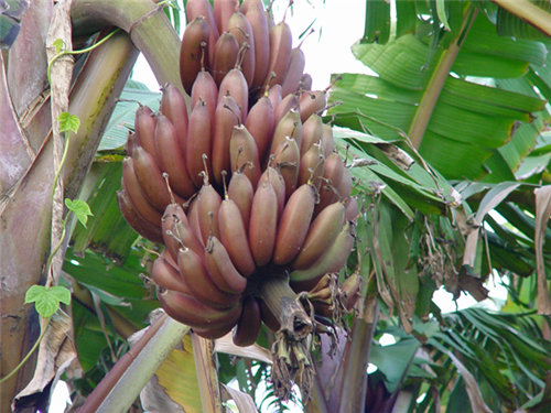 红香蕉苗广西新特色红美人香蕉苗红皮香蕉南洋红蕉长琦果苗