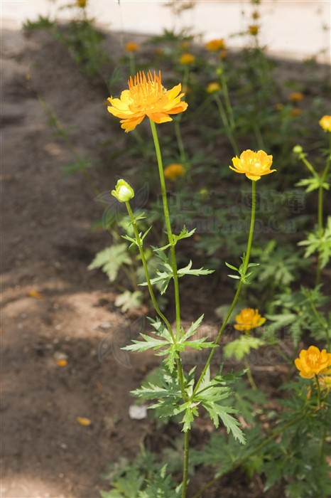 金莲花治儿童化脓性扁桃体炎,金莲花治扁桃体