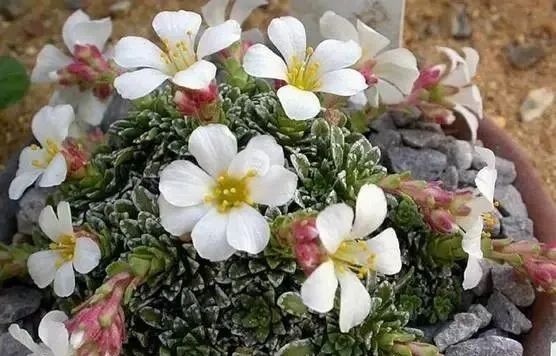 岩石花园景区,岩石园常用花卉