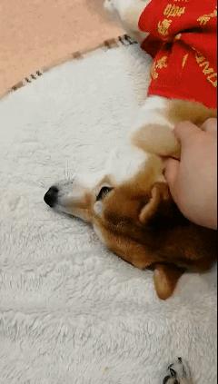 在三里屯体验网红狗咖｜求治愈遭狗子冷淡回应，顾客寥寥无几，我花89元看狗打架1小时