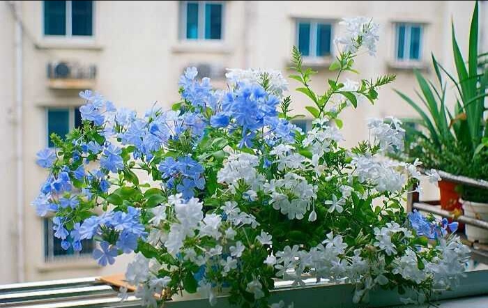 这8种花你不要乱浇水,新手种花品种推荐
