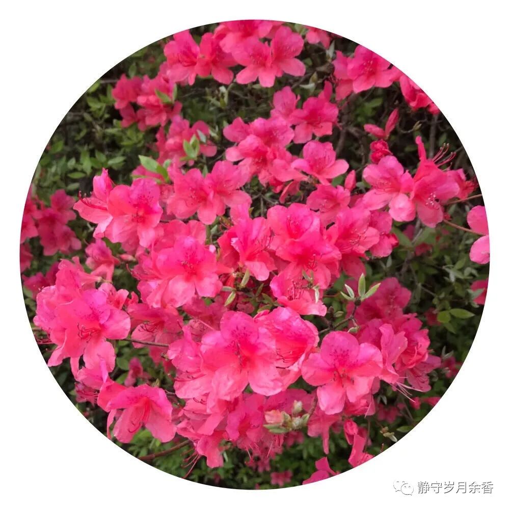 情满龟峰·诗涌花海