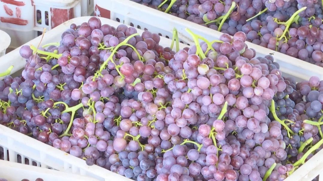 凤凰桥树莓采摘,春天到树莓采摘