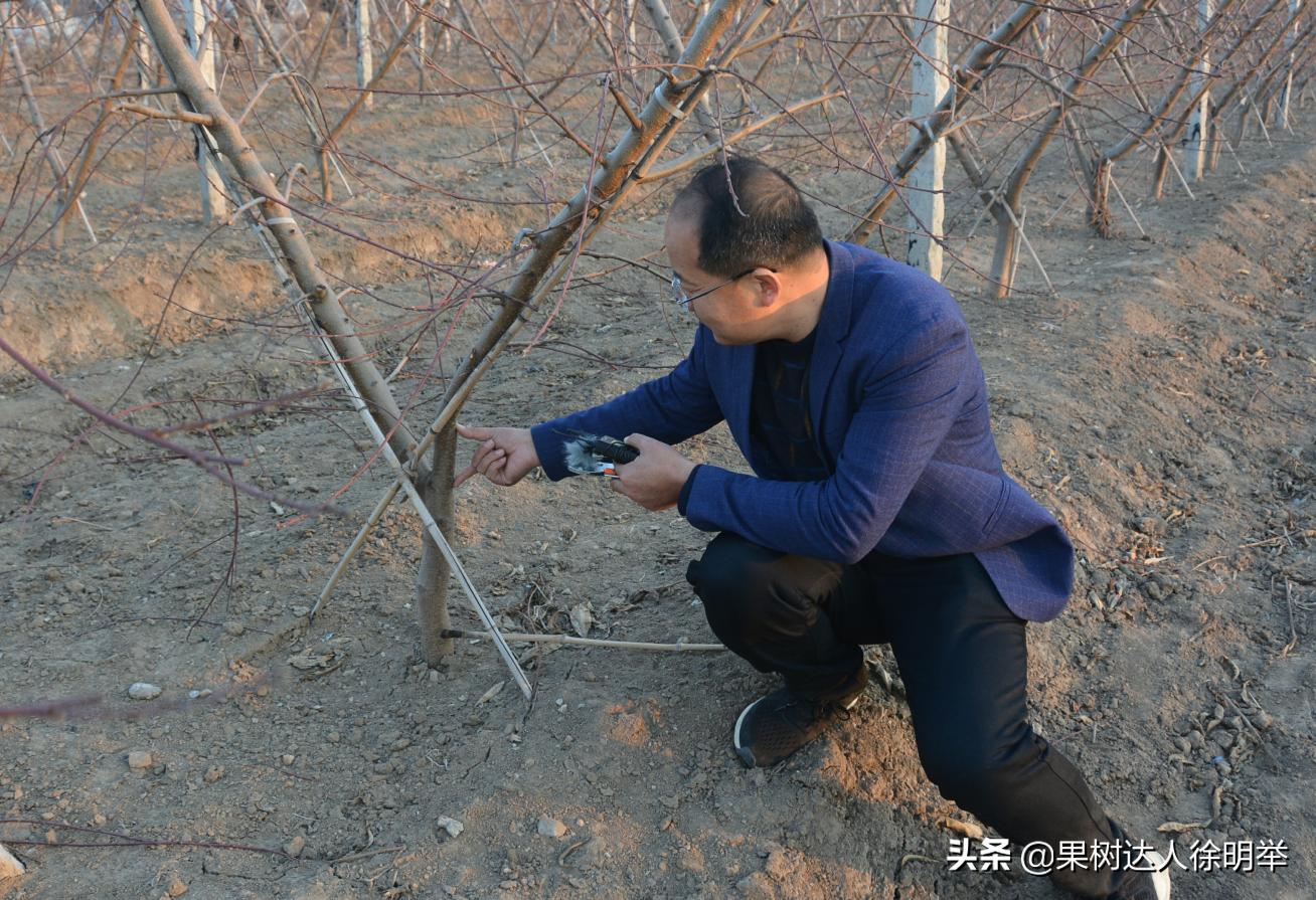 桃树流胶半死不活的打什么药,治桃树流胶最好的土办法