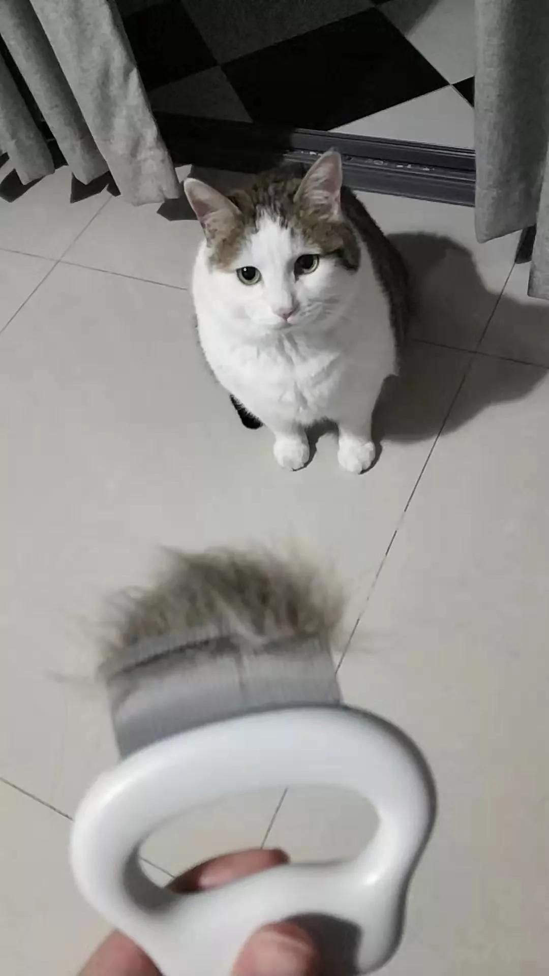 在路上捡回来的流浪猫给它洗澡,救助的流浪猫生病自己无能为力