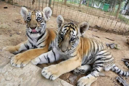 羚羊与华南虎,华南虎和藏羚羊