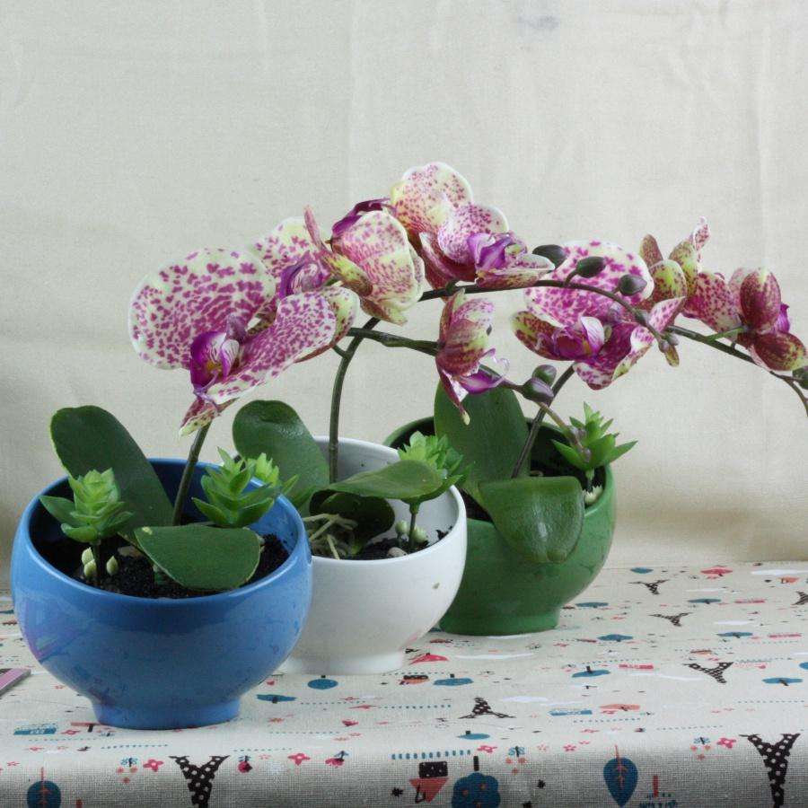 蝴蝶兰的养护方法视频教程,蝴蝶兰的养护方法新手入门