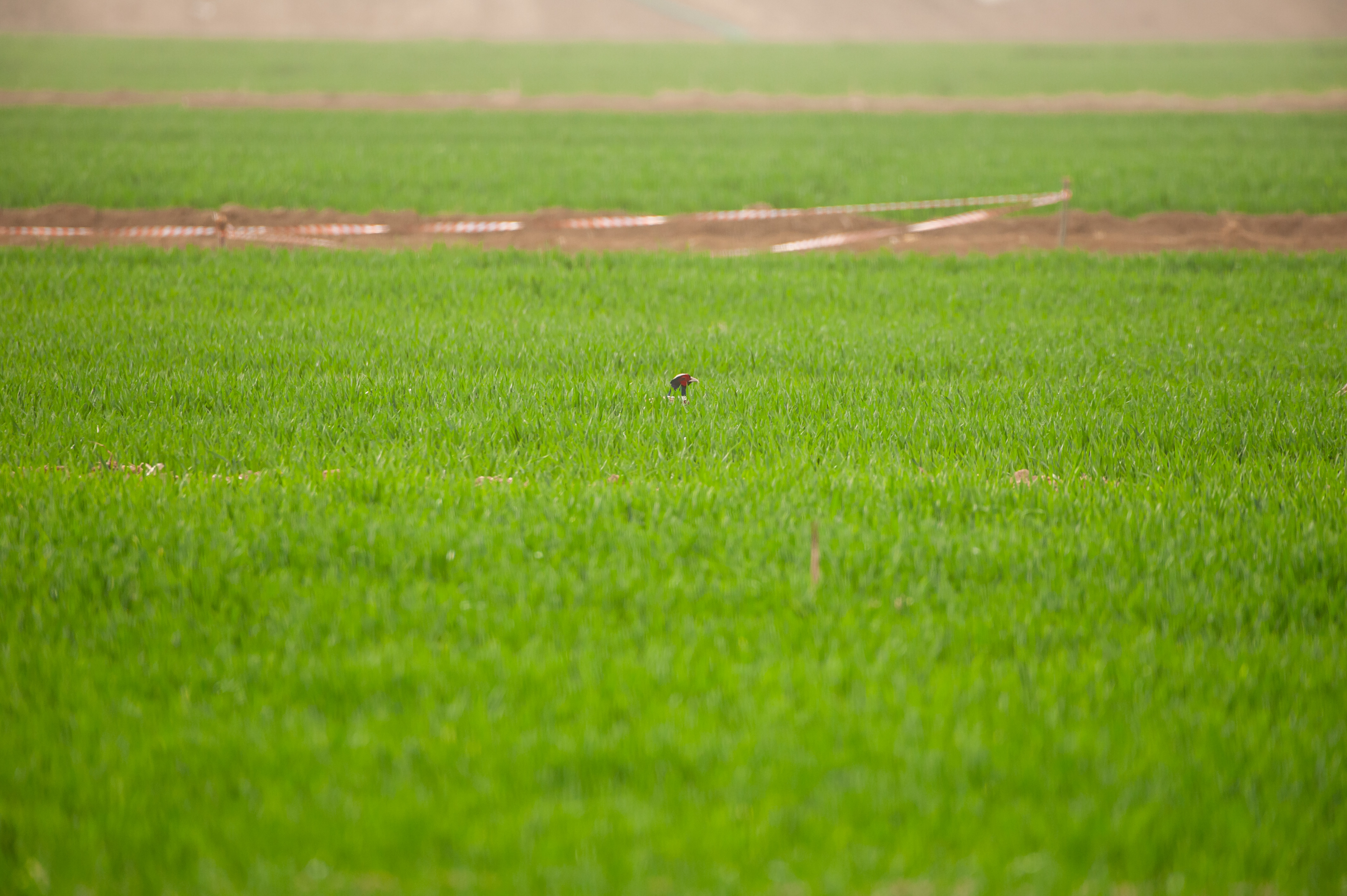 尼康200-500f5.6vr,尼康200-500mmf5.6评测