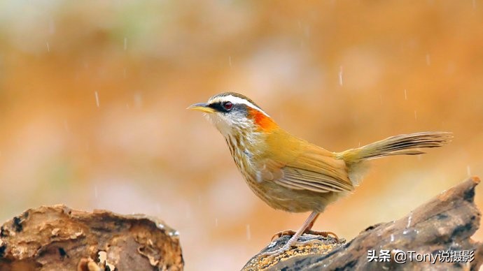 深度揭秘拍摄鸟类,如何拍鸟这些鸟类摄影技巧要学会