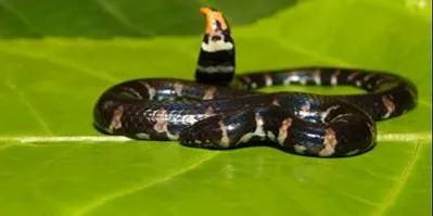 每天认识一条鱼,每天认识一种狗