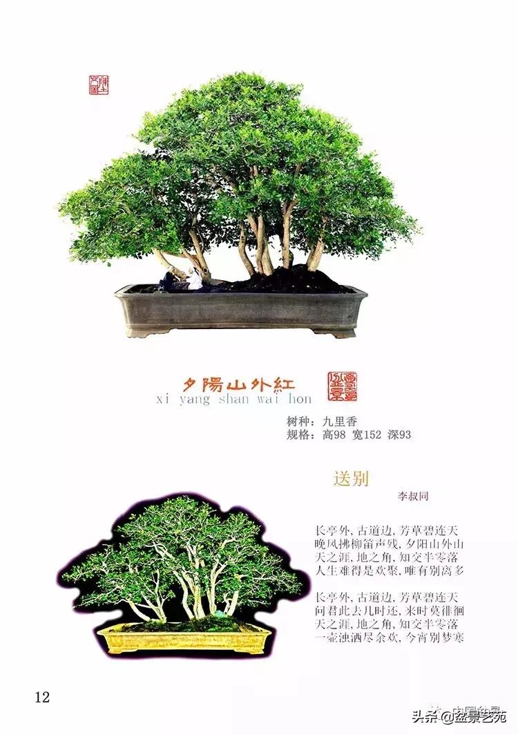 陈文图榕树欣赏,陈文图盆景