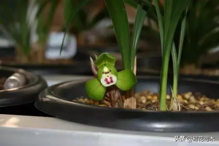 春兰荷瓣几大名品,春兰环球荷鼎和大富贵的区别