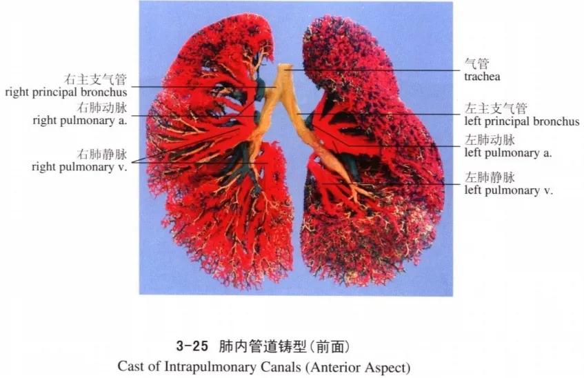 咯血的病因,咯血伴呛咳最常见病因