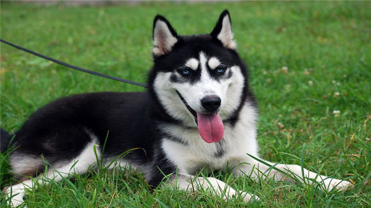 狗适合住13层吗,适合狗狗住的房子