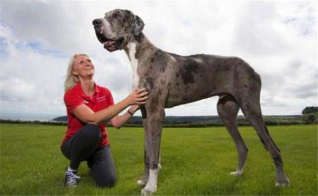 经典传奇故事世界上最大的狗,盘点世上最大的狗