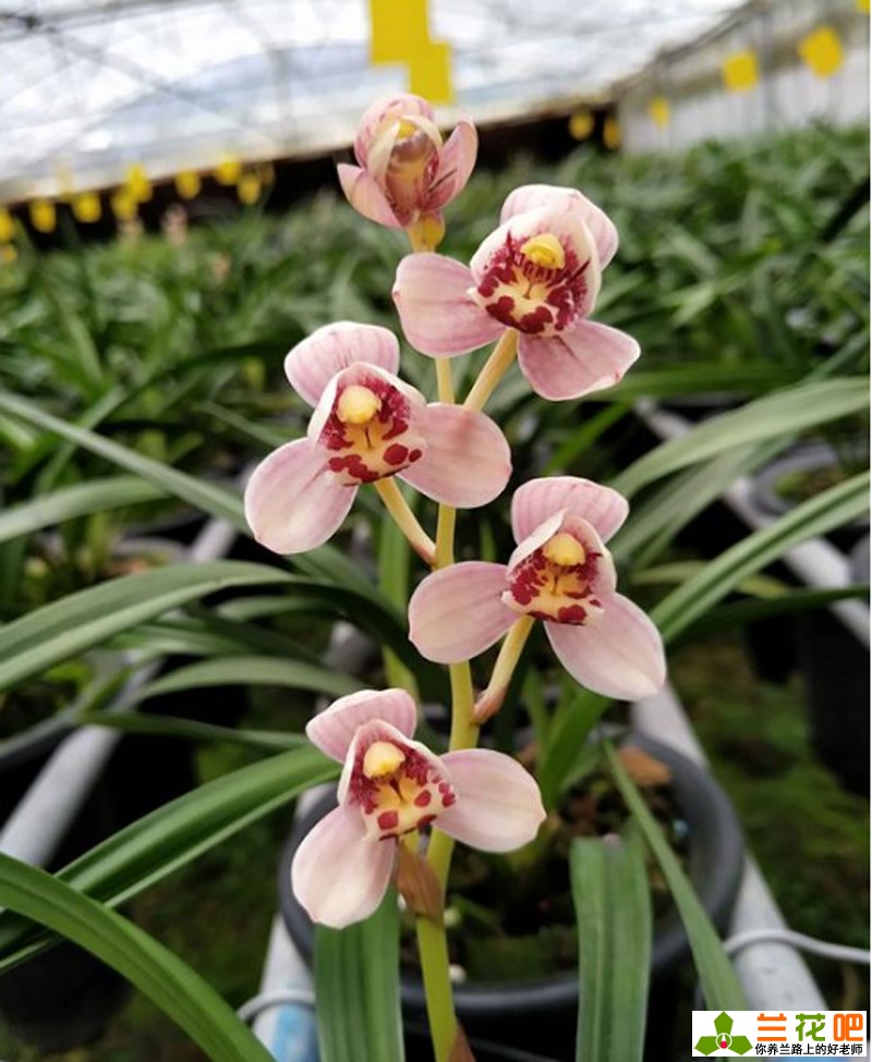 新手栽兰花配土方法,新手买什么兰花最好