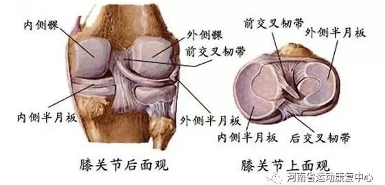 膝关节运动损伤康复训练,运动过度膝关节损伤后怎样运动