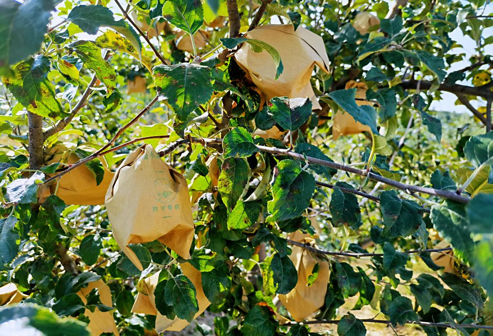 由戴套的苹果说开去