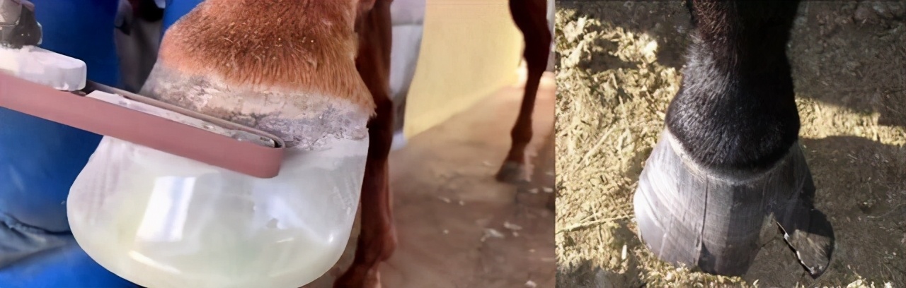 马掌为什么要钉马蹄而野马不用,马为什么要钉马蹄铁而野马不用