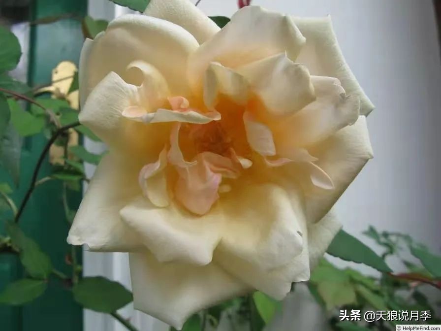 怦然心动月季,怦然心动月季秋季什么样